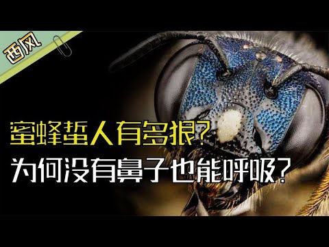蜜蜂蜇人究竟有多狠？没有鼻子却能呼吸，而且还掌握长生之术？【西风探瘦马】