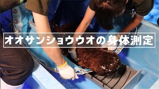 オオサンショウウオの身体測定2021 京都水族館