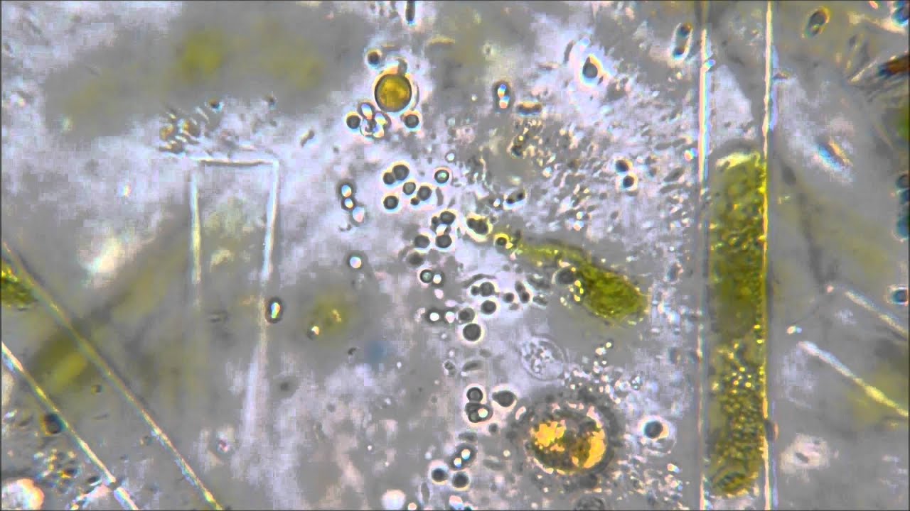 Motile Algae - YouTube