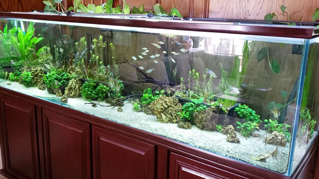 Dwarf Neon Rainbow fish schooling