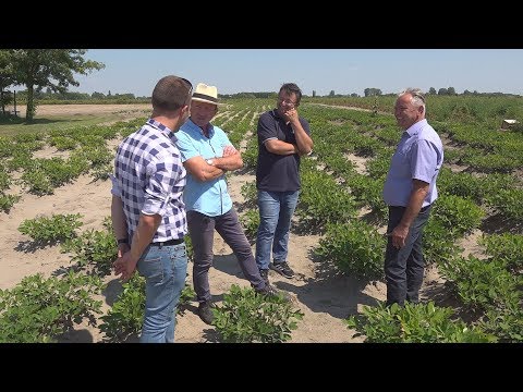 Videó: Hogyan nő a földimogyoró: földimogyoró termesztése házi kertben