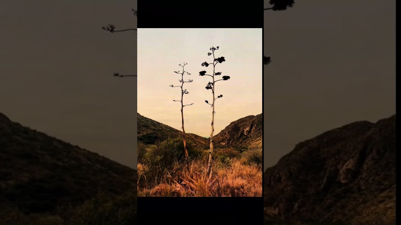 Big Bend National Park