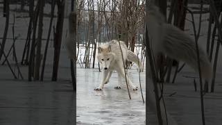 Волки на льду 🧊 #wolf #greywolf #arcticwolf