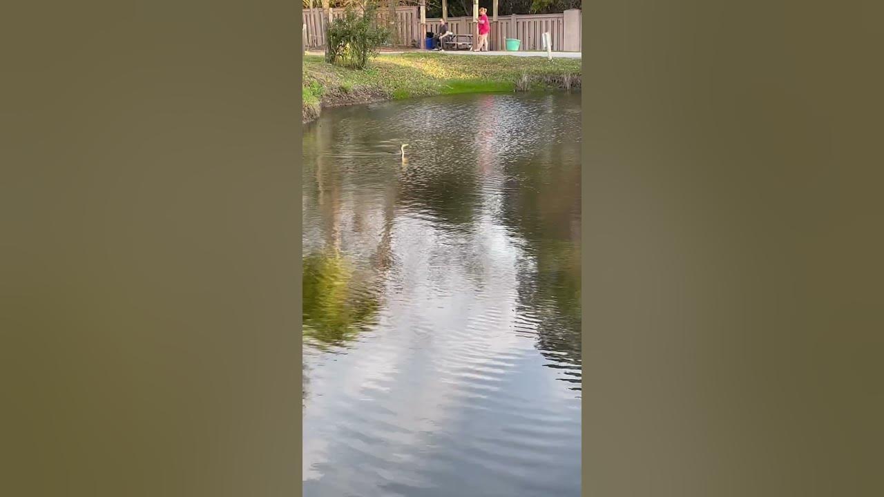 Bird Swims Underwater - YouTube