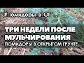 🍅 #6 Обзор. Три недели после мульчирования травой | Помидоры в открытом грунте на некопанной почве