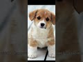 A ÚLTIMA COISA QUE VOCÊ COMEU VAI SER O NOME DESSE CACHORRINHO #shortsviral #dog #aura #funny