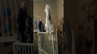 Cockatoo dancing to Welcome to the Jungle by Guns N' Roses