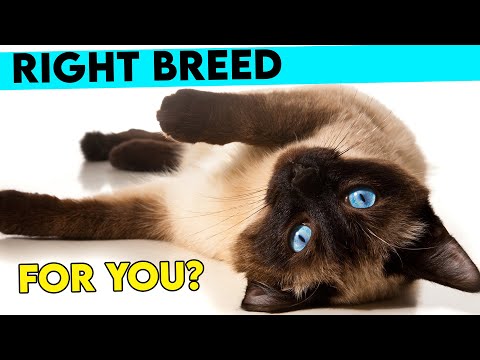 Is The SIAMESE CAT The Right Breed For You? How To Tell