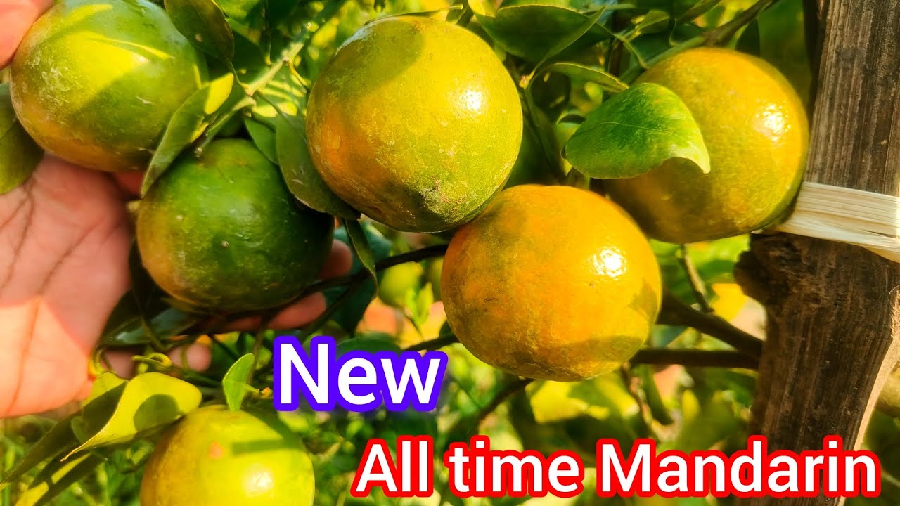 New verity Mandarin, alltime Thai Mandarin #garden #mandarin #fruit 