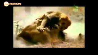 Aslanlarindoyushu2.Avi Deyerler.org