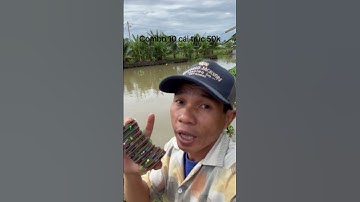 Trục câu cá anh em mua vào đây : https://vt.tiktok.com/ZSHtDH3bGSqGM-R0lx7/ #andyho #fishing