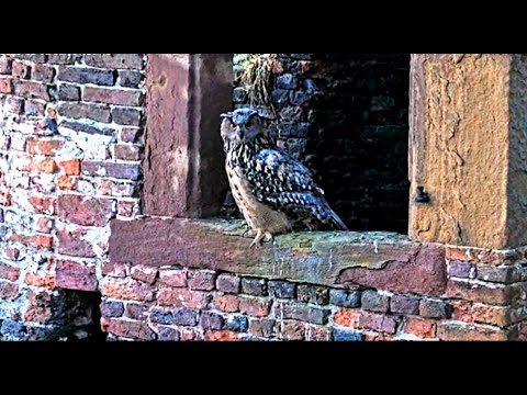 A Sunrise Breakfast With Love 🦉 02/02/25 07:11