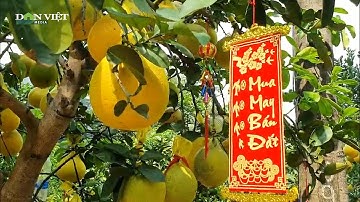 Bưởi Diễn bạc triệu vừa tới TP.HCM đã bán được nửa vườn