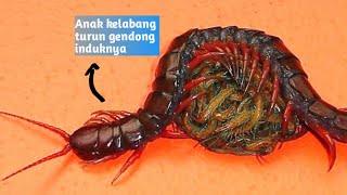 Telur Kelabang Berkepala Merah Berhasil Menetas Banyak Anak - Scolopendra Morsitans