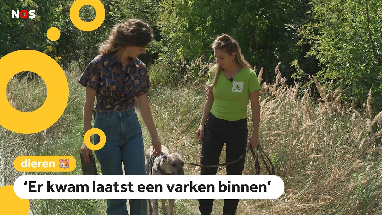 Chamina werkt bij het dierenasiel en beantwoordt jullie vragen
