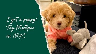 I got a puppy! Premier pup toy maltipoo in NYC.