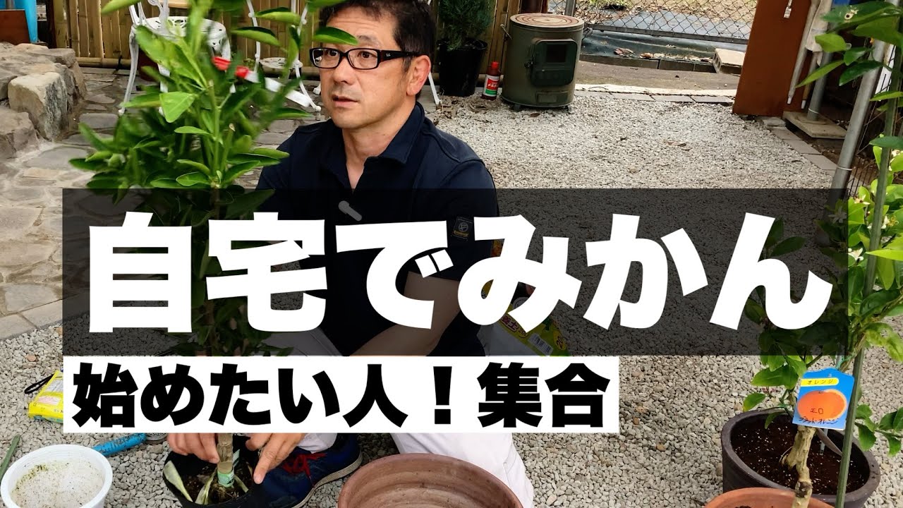 🔰初心者でも大丈夫！みかんを植木鉢に植える方法　【みかん・レモン・オレンジ・柑橘類】