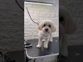 #grooming #cute #explore
