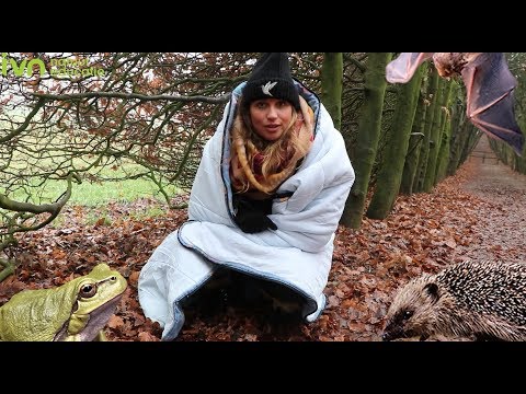 Video: Hoe Dieren Overwinteren In Het Bos