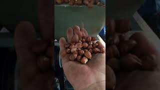 hazelnut shelling machine, hazelnut kernel and shell separator