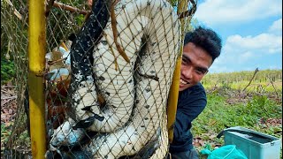 Quay Lại Sau 14 Ngày Đặt Bẫy Tôi Đã Bắt Được Nó Set fish traps to catch snakes