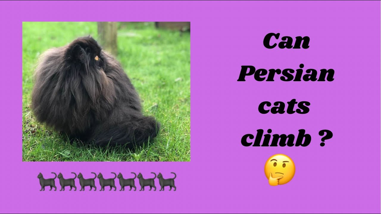 Can Persian cats climb well ? #shorts 