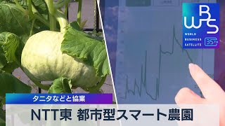 NTT東 都市型スマート農園　タニタなどと協業【WBS】（2023年7月26日）