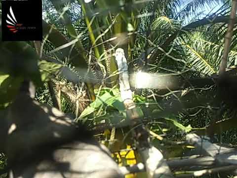 merbok power # memburu kerok kasar...