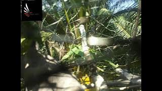 merbok power # memburu kerok kasar...