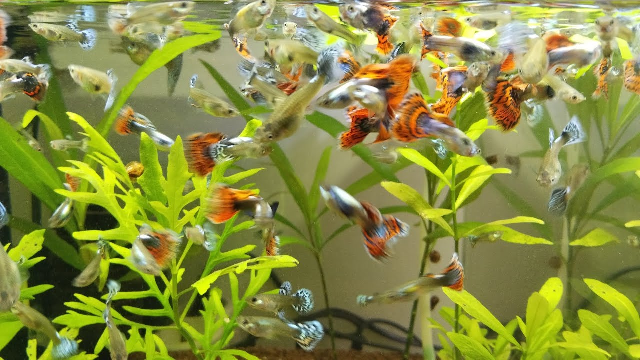 Maşallah heryer yavru dolu balıklarımızın yem yeme keyfi