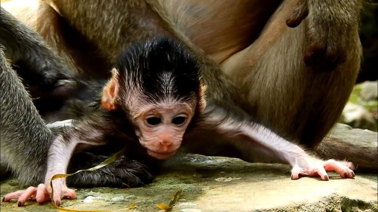 first foundry A Tiny Newborn Baby Janet Angry With Monkey Teresa When Catching Her / She Doesn't Need Teresa