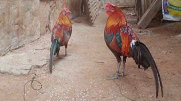 qaib qus pom 1 thiab pom 3 .