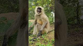 Hanuman video