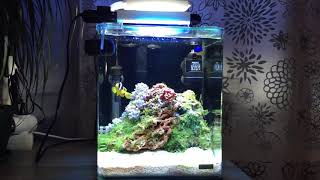 how to aquascape a dennerle nanocube