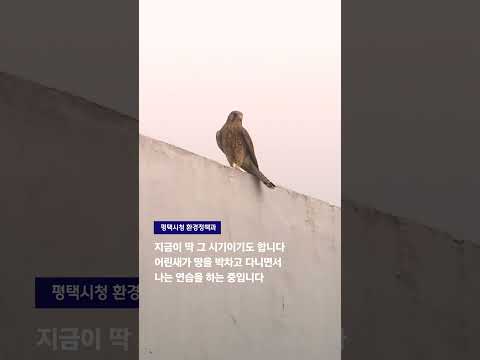 도심 속 <strong>황조롱이</strong> 출몰! 소중한 아기새에게 작은 관심을 주세요! #JTBC #Shorts