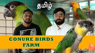 Conure Birds Farm Tour தமிழ் | Small to Large Conure Available
