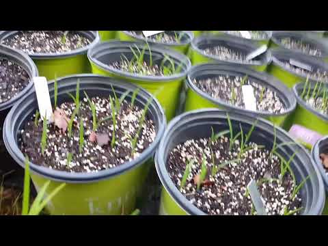 Wideo: Uprawa Liliowców Z Nasion