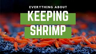 How to Keep, Setup and Breed Freshwater Aquarium Shrimp for Neocaridina and Caridina