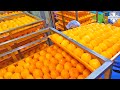 가을한철에만 100만개 생산! 겉말속촉 달콤한 반건시(곶감) 대량생산/ korean sweet snack dried persimmon mass production