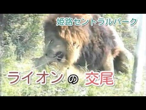 ライオンの交尾 Lion S Sex Youtube