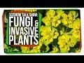Fungi and Invasive Plants: SciShow Talk Show