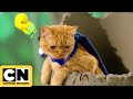 Cats of the Creek | Cat-toon Network