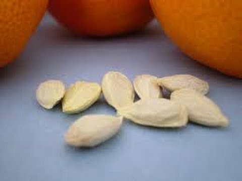 Download How To Germinate Citrus Seeds Fast