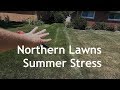 Kentucky Bluegrass Lawns In Summer Stress and Recovery | NWIndiana Part 1