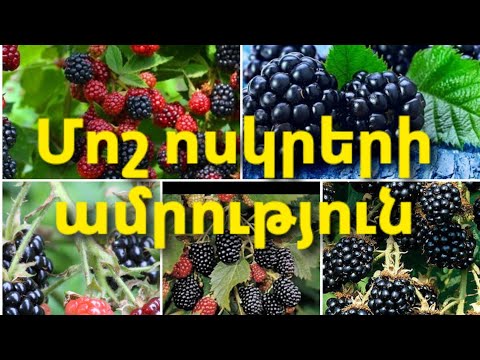 Video: Մոշը չորանում է հատապտուղներով. Ինչ անել, եթե տերևները, ճյուղերն ու պտուղները չորանում են թփի վրա: Ի՞նչ պատճառներով այգու մոշը չորացավ հասունացման շրջանում: