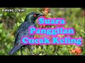 Suara kicauan burung cucak keling panggilan