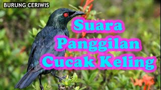 Suara Kicauan Burung Cucak Keling, Panggilan