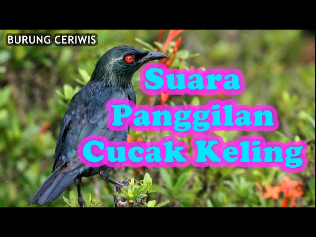 Suara Kicauan Burung Cucak Keling, Panggilan class=