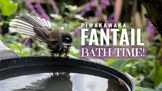 New Zealand Fantail | Pīwakawaka  Taking a Bath!