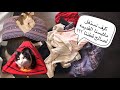 كيف نستغل ملابسنا القديمه لصالح قططنا ؟👚👖